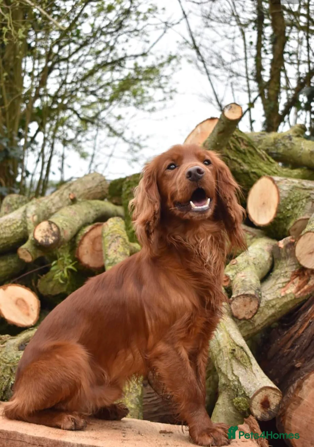 Cocker Spaniel dogs for stud: Working Cocker Spaniel , Cear PRA, FN AMS,PP in Dorchester - Advert 5