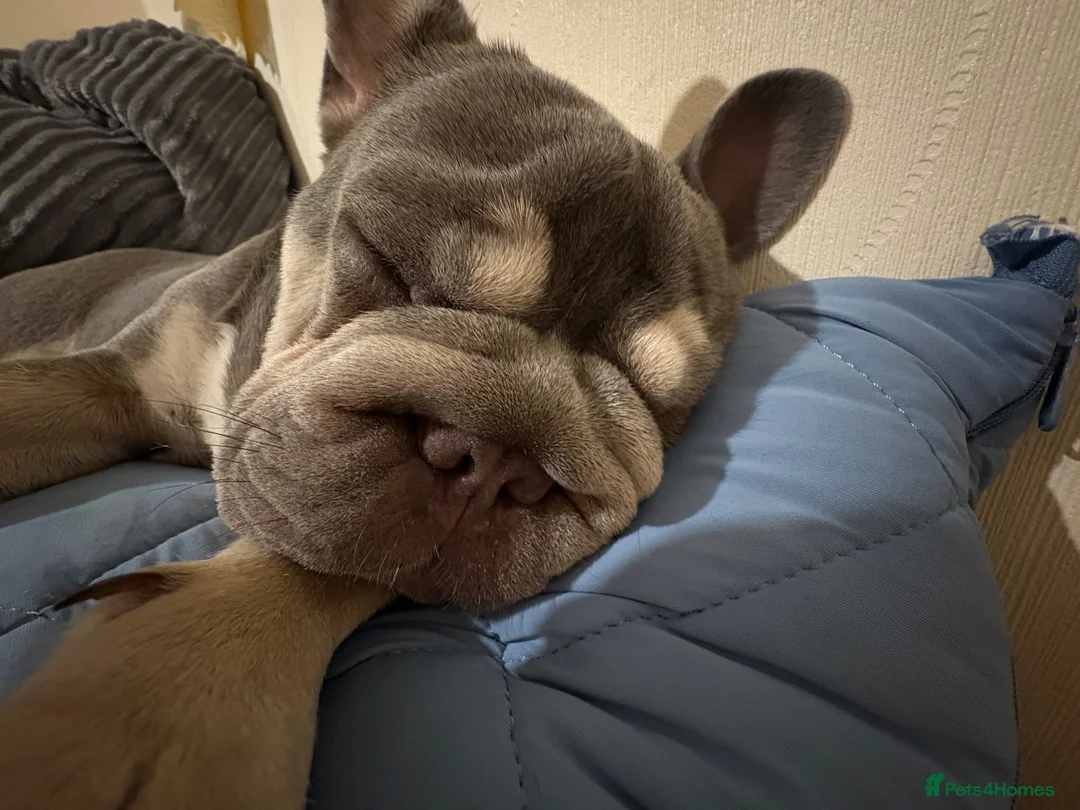 French Bulldog dogs for sale: Female  **  carry’s fluffy French bulldog  in Birkenhead - Advert 2