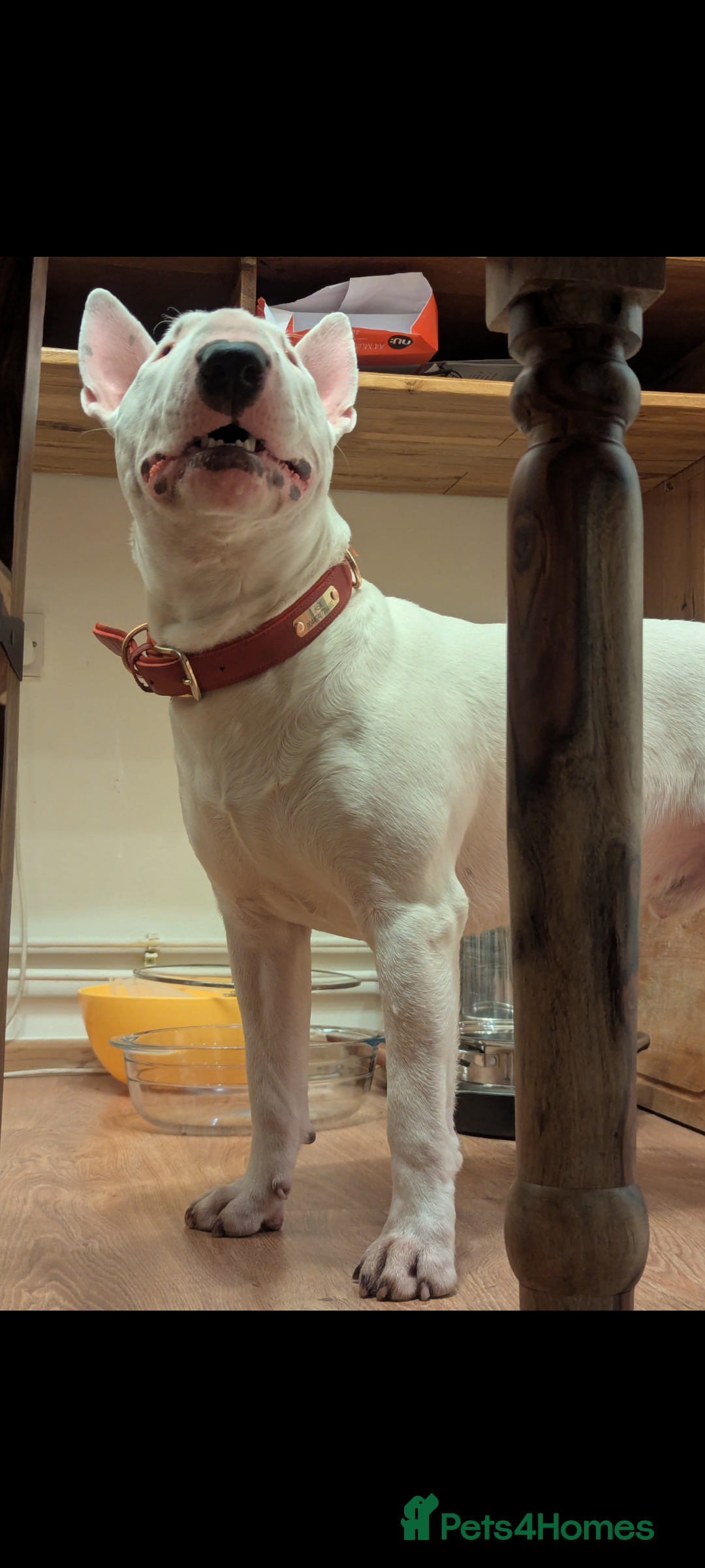 English Bull Terrier dogs for stud: English Bull terrier All white  - Advert 2