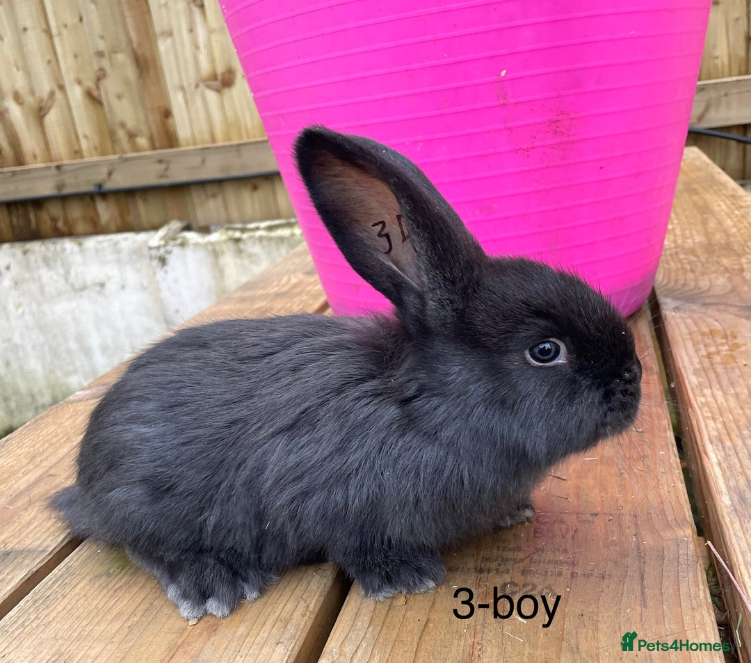 Continental Giant rabbits for sale: Various ages of continental giants - Advert 3