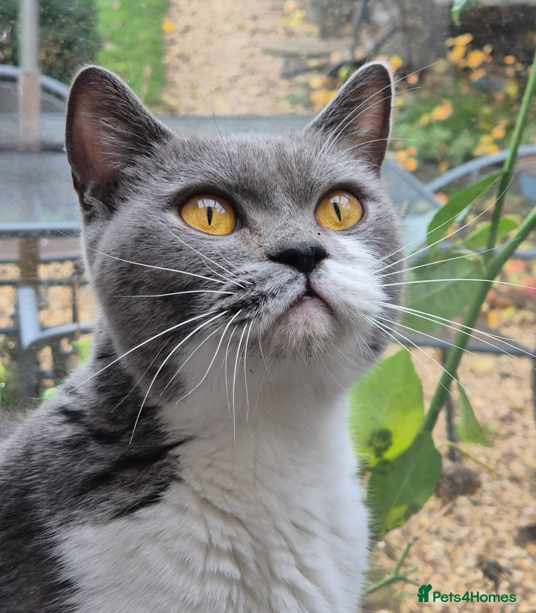 British Shorthair cats for sale: Stunning BSH kitten GCCF Reg Champion sired - Advert 24