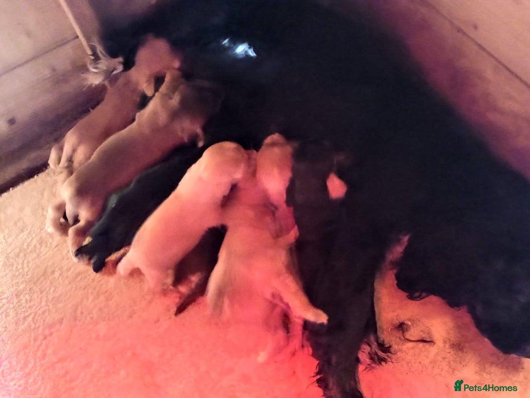 Cocker Spaniel dogs for sale: Cocker spaniel puppies - Image 11