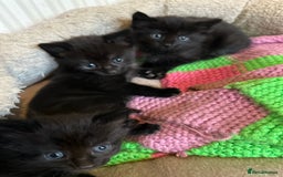 Mixed Breed cats for sale: Beautiful litter off kittens  - Image 39