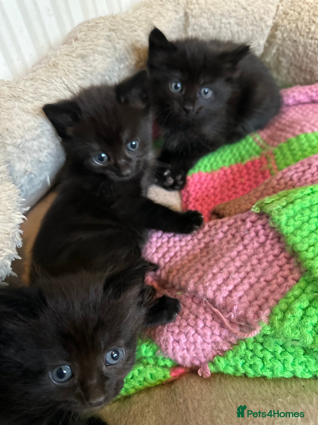 Mixed Breed cats for sale: Beautiful litter off kittens  - Image 39