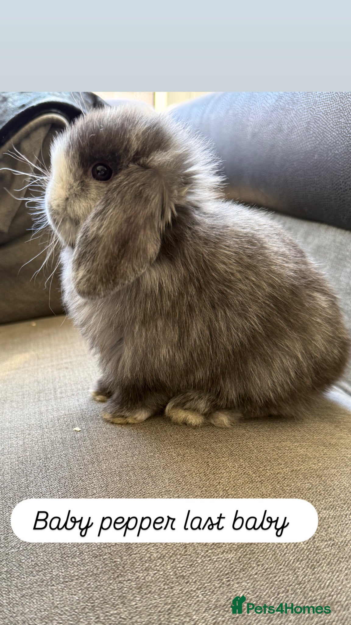 Mini Lop rabbits Gorgeous Mini Lops - last two left - Advert 5