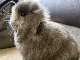 Mini Lop rabbits Gorgeous Mini Lops - last two left - Advert 5