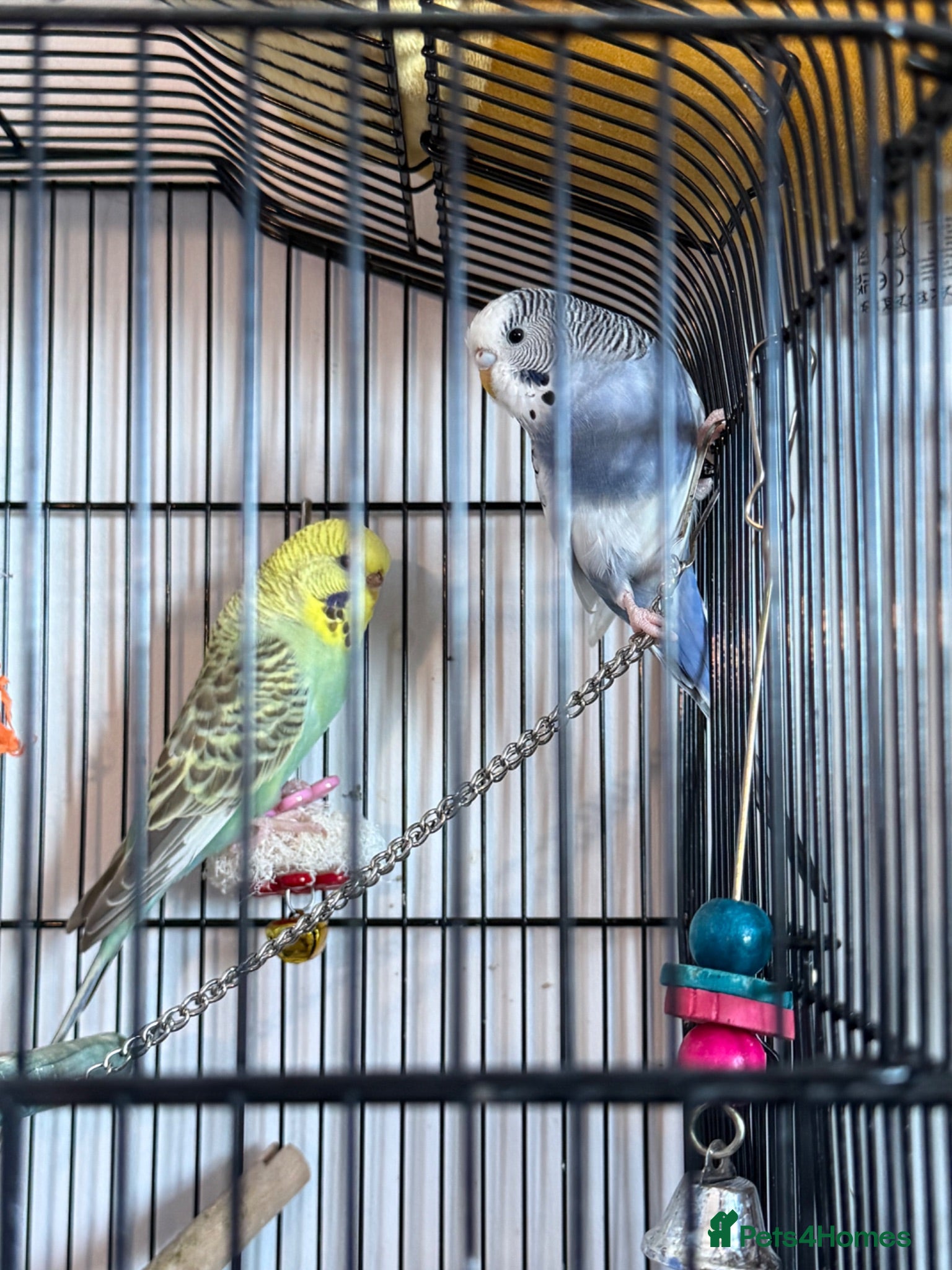 Budgerigars birds 2 beautiful paired budgies - Advert 1