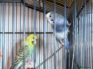 Budgerigars birds 2 beautiful paired budgies - Advert 1