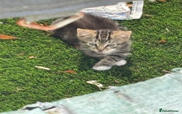Mixed Breed cats for sale: 3 cute kittens ready for new home - Image 7