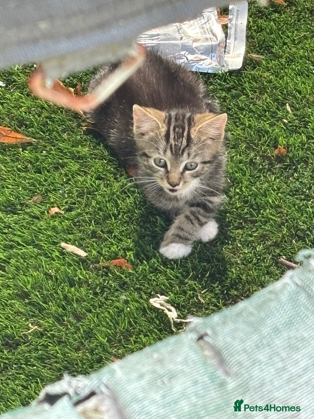 Mixed Breed cats for sale: 3 cute kittens ready for new home - Image 7
