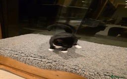 British Shorthair cats for sale: Loveable Kittens - Advert 4