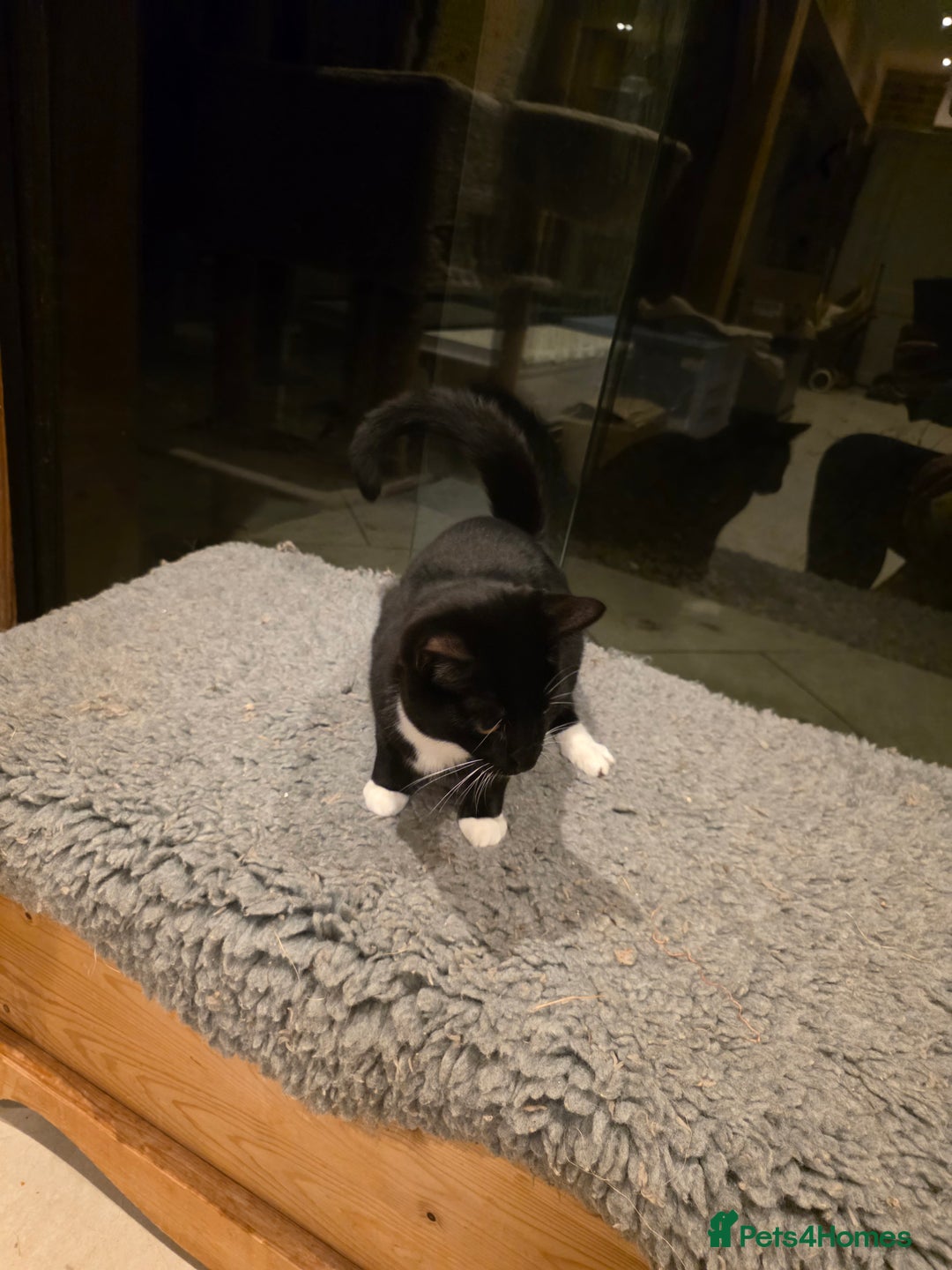 British Shorthair cats for sale: Loveable Kittens - Advert 4