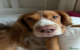 Cocker Spaniel dogs for stud: Cocker spaniel for stud - Image 4