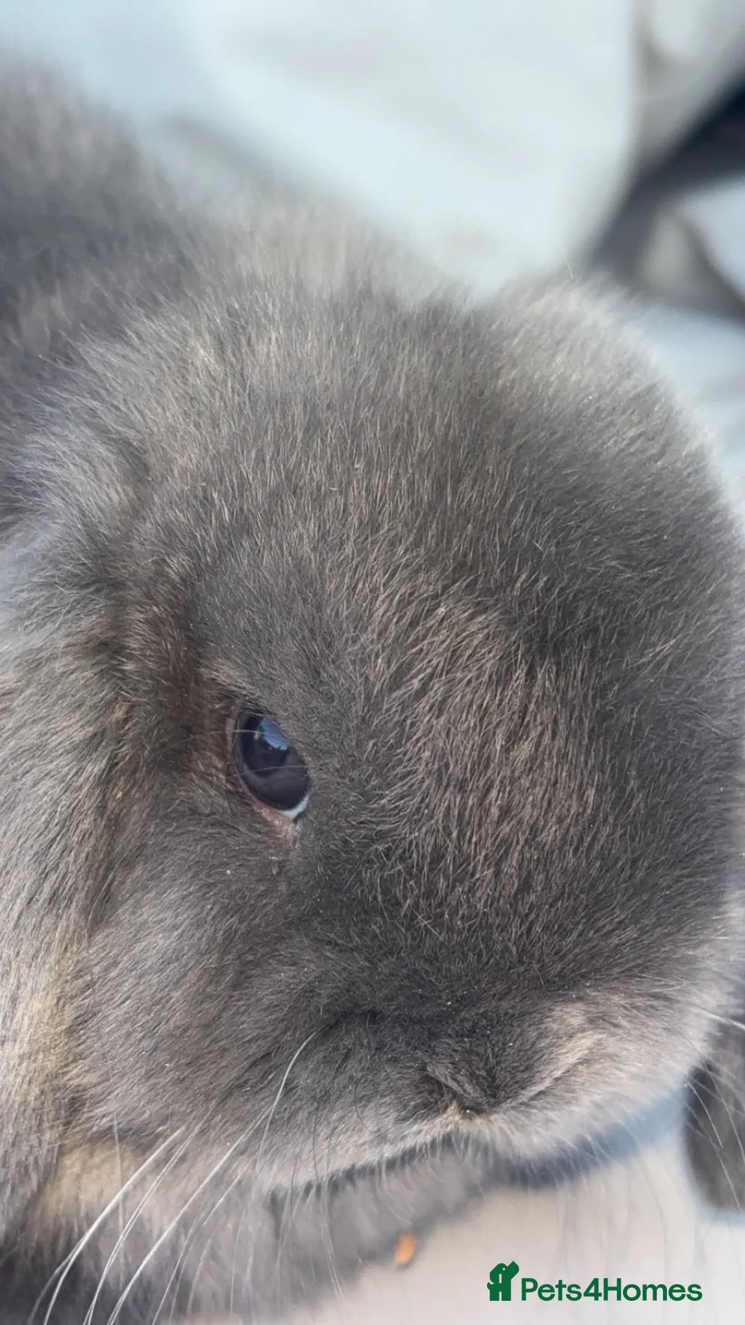 Mini Lop rabbits for sale: Beautiful mini lop bunny’s  - Advert 5