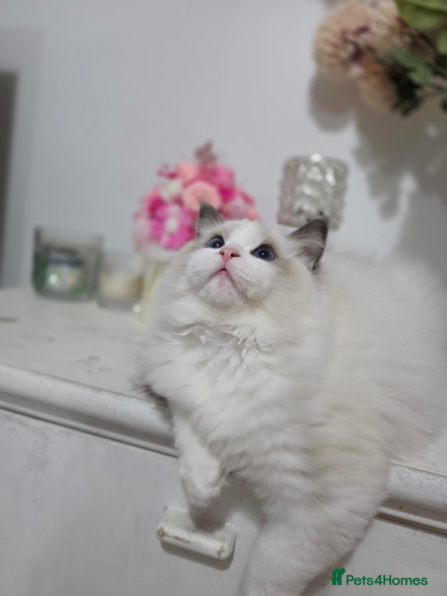 Ragdoll cats Please read✨️Champion European lines. Tica - Advert 2