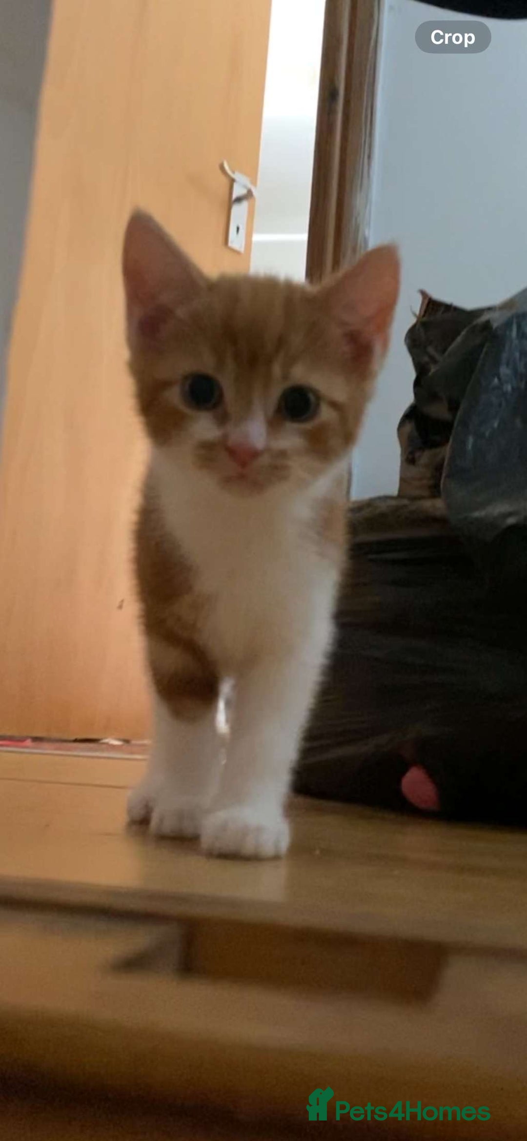 Mixed Breed cats for sale: White and ginger male kitten  - Image 5