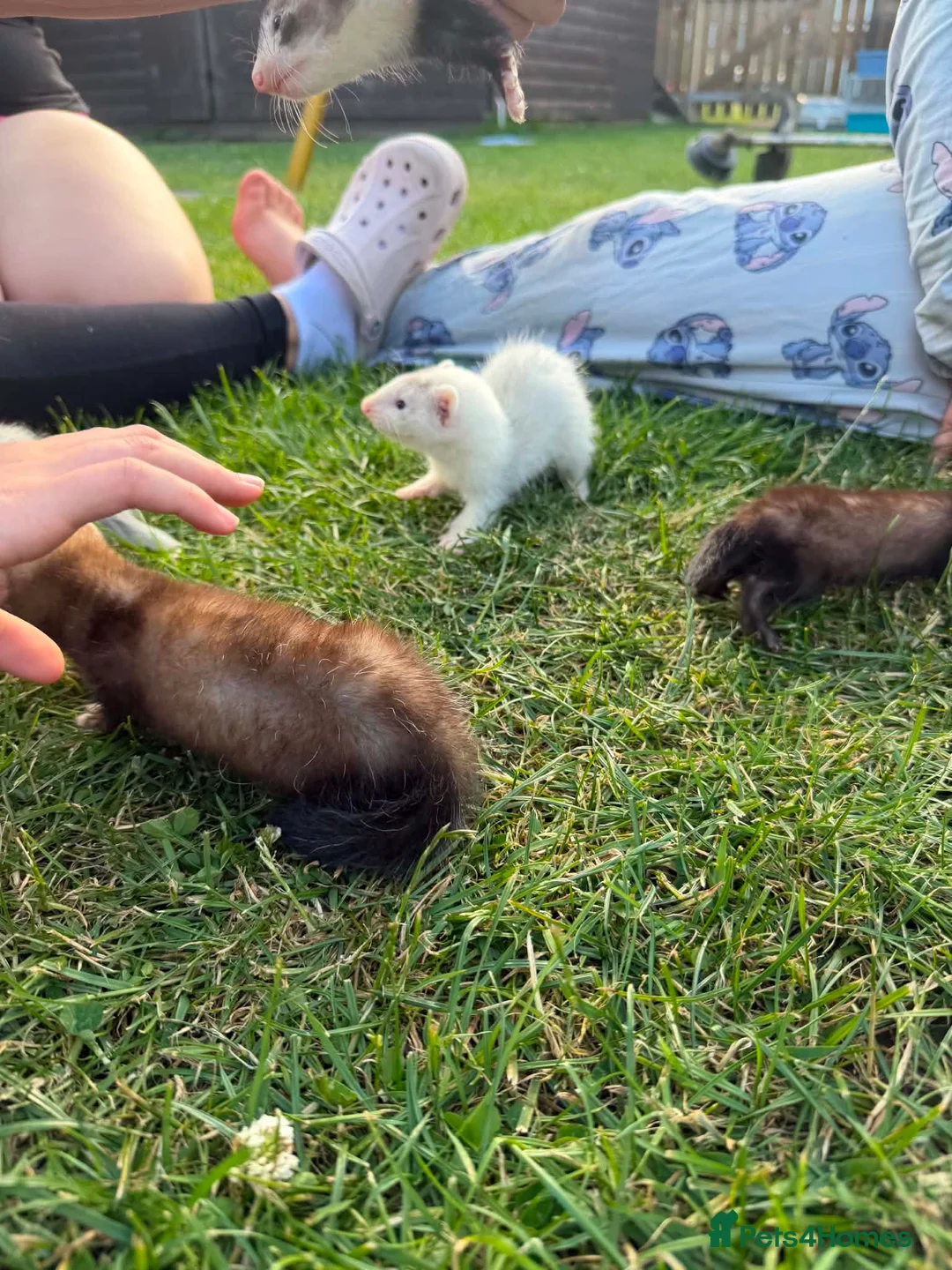 Ferret rodents for sale: Baby ferrets MIXED  - Advert 6