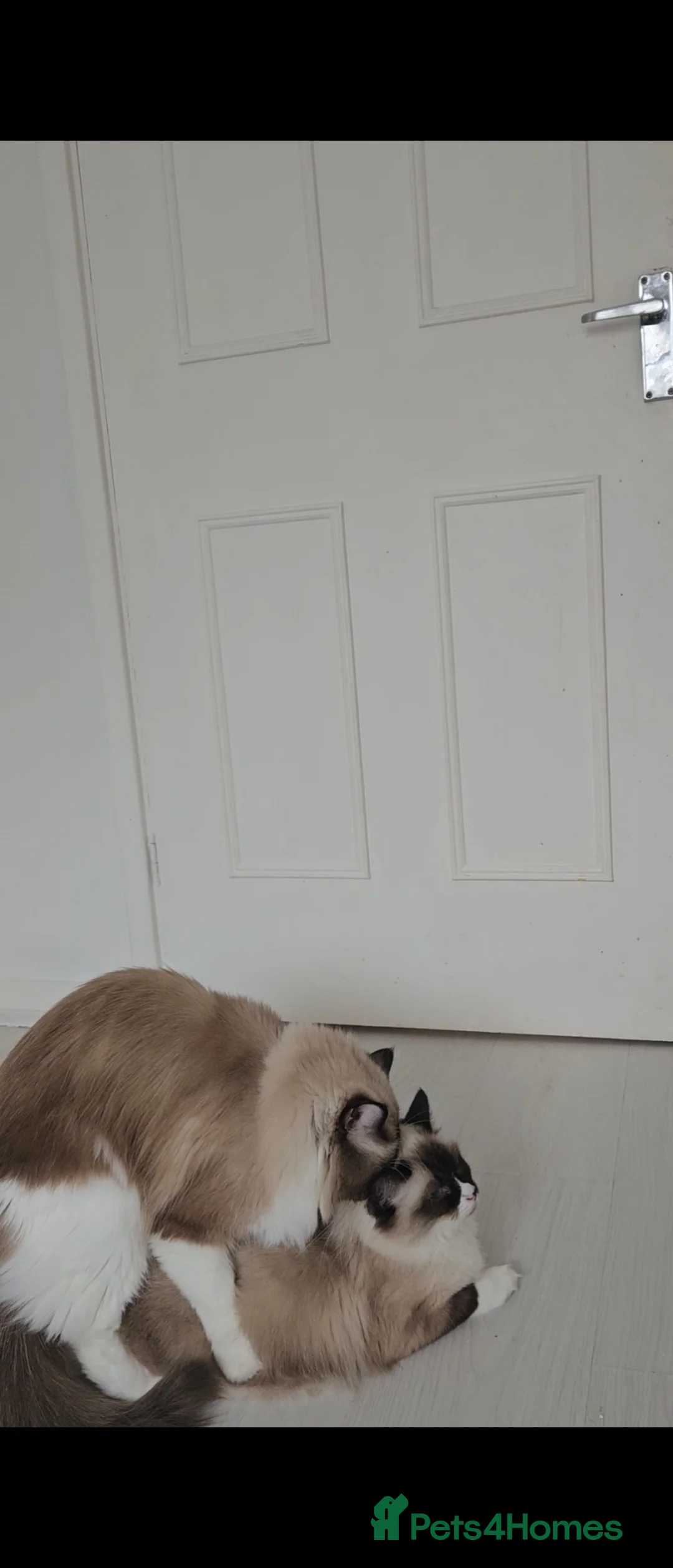 Ragdoll cats for stud: Beautiful Active GCCF Stud Boy  - Advert 2