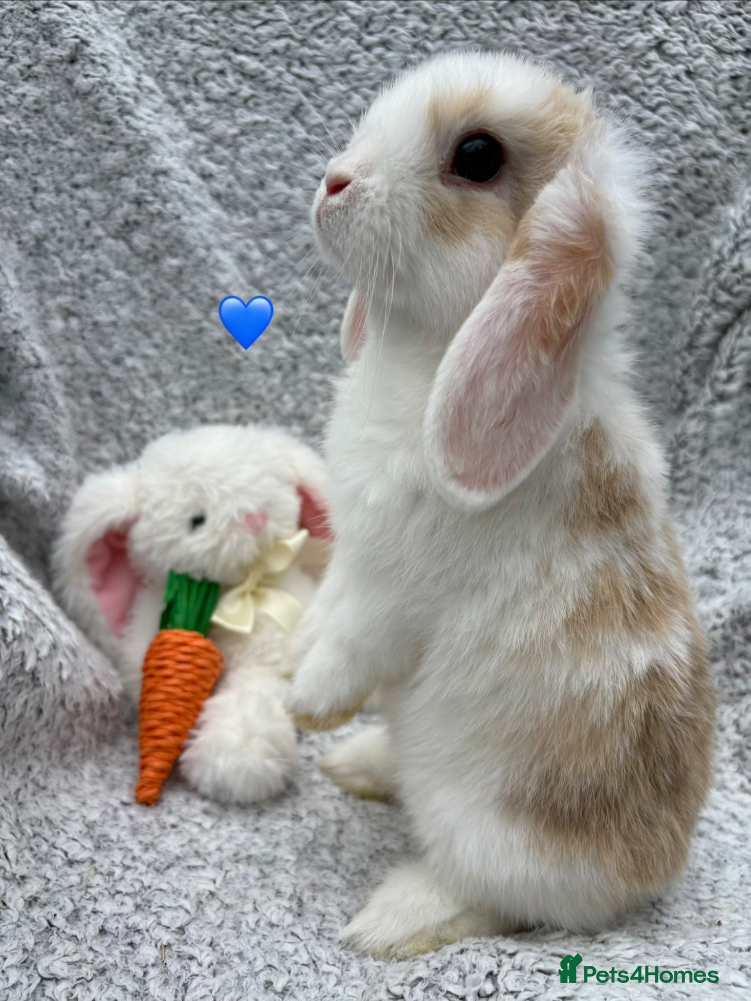 Mixed Breed rabbits Available now! - Advert 22