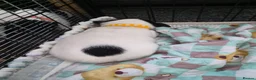 Jack Russell dogs for sale: 4 stunning male jack russell puppies  in Larkhall - Advert 20