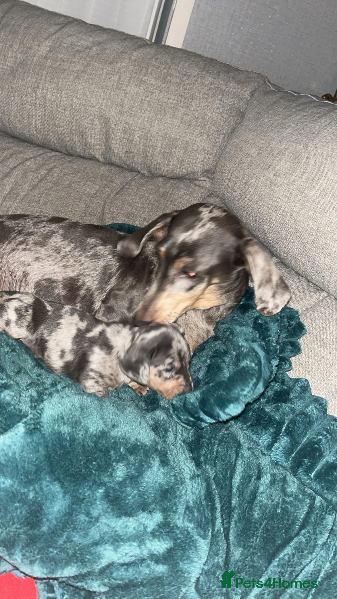 Miniature Dachshund dogs for sale: Miniature dachshund puppies  - Advert 1