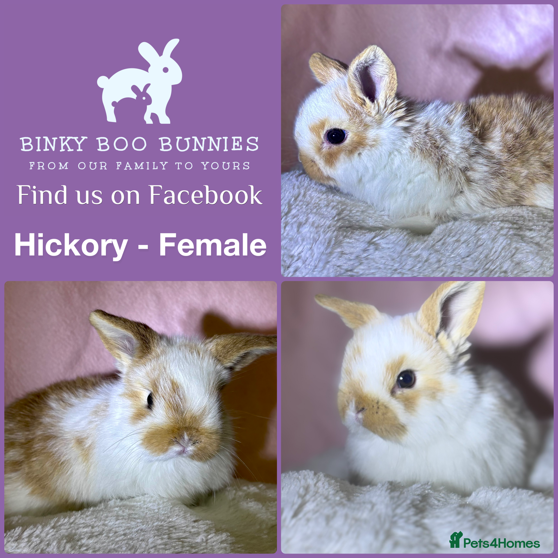 Mini Lop rabbits Mini Lop Babies - Reserve today for homes 25/03.  - Advert 1