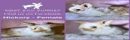 Mini Lop rabbits for sale: Mini Lop Babies - Reserve today for homes 25/03.  - Advert 1