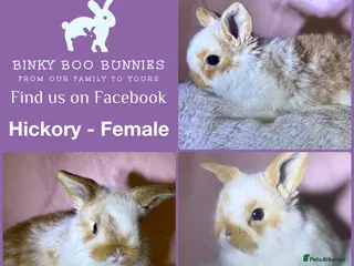 Mini Lop rabbits Last Mini Lop Baby Girl - can go home 26/03. - Advert 6