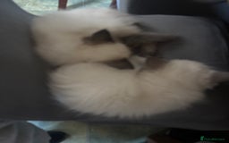 Ragdoll cats for sale: Ragdoll  - Image 3