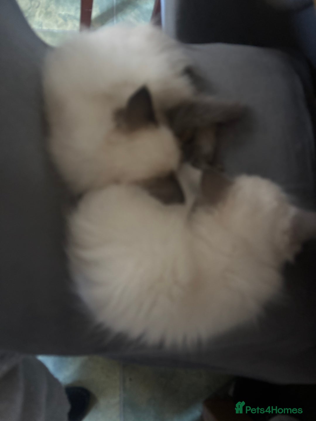 Ragdoll cats for sale: Ragdoll  - Image 3