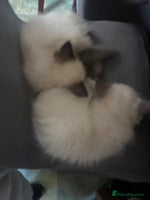 Ragdoll cats - Advert 4