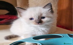 Ragdoll cats for sale: 7 beautiful fluffy Ragdoll cats.  - Image 5