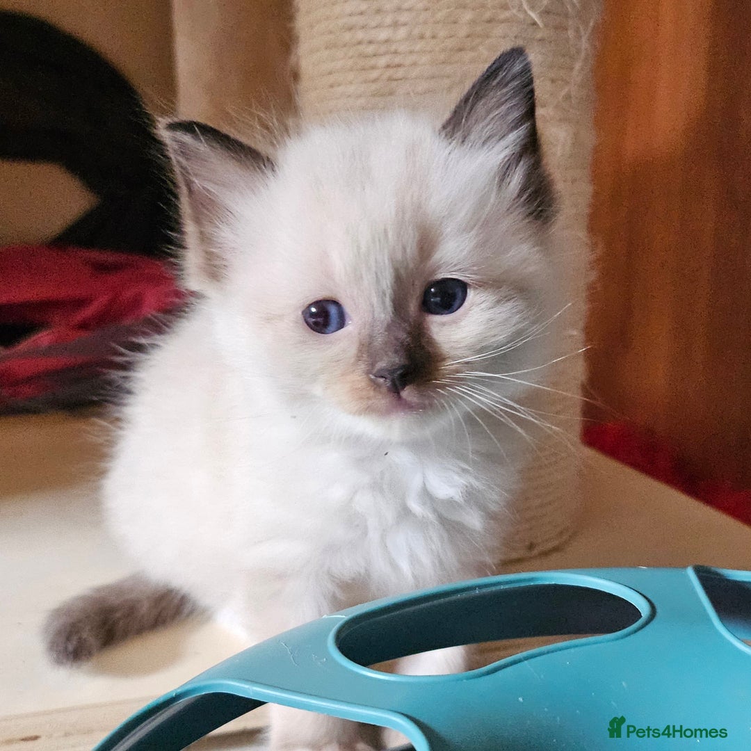 Ragdoll cats for sale: 7 beautiful fluffy Ragdoll cats.  - Image 5