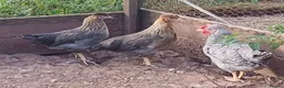 Chickens poultry for sale: Various pullets - Advert 3