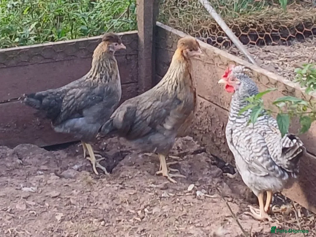 Chickens poultry for sale: Various pullets - Advert 3