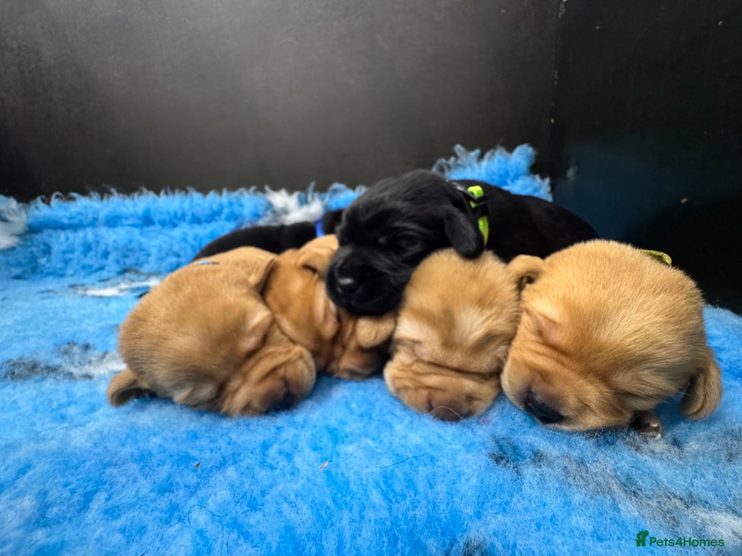 Labrador Retriever dogs for stud: Proven KC Reg Labrador health tested stud in Olney - Advert 37