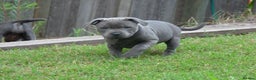 Staffordshire Bull Terrier dogs for sale: Staffordshire Bull Terrier Puppies for Sale - Advert 1