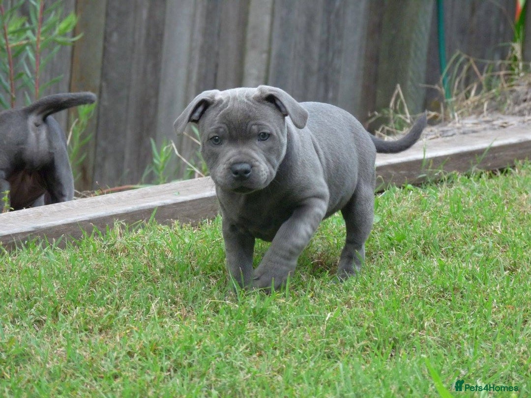 Staffordshire Bull Terrier dogs for sale: Staffordshire Bull Terrier Puppies for Sale - Advert 1