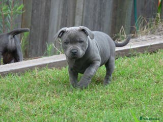 Staffordshire Bull Terrier dogs Staffordshire Bull Terrier Puppies for Sale - Advert 2
