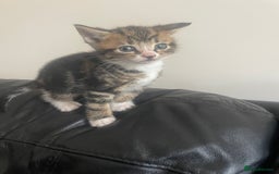 Mixed Breed cats for sale: 6 kittens for sale  - Image 12
