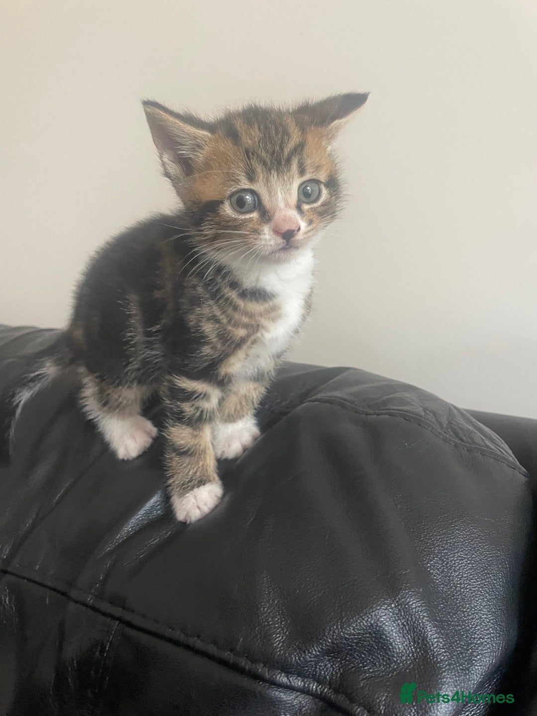 Mixed Breed cats for sale: 6 kittens for sale  - Image 12