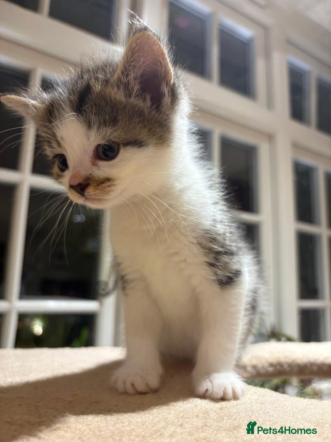 Mixed Breed cats for sale: 3 gorgeous boys mix breed - Image 12