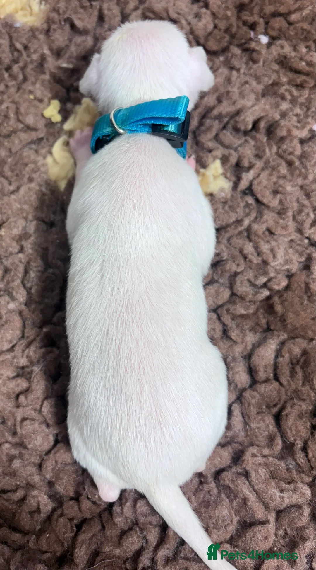 Italian Greyhound dogs for sale: Exceptionally Well-Bred Italian Greyhound Puppies - Advert 9