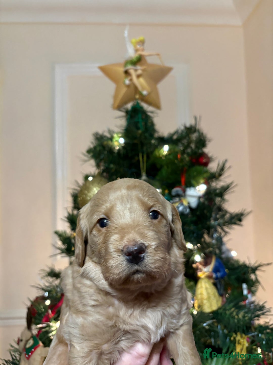 Labradoodle dogs for sale: **1 girl left** Beautiful F1 Labradoodles - Advert 16