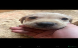 Labrador Retriever dogs for sale: Gorgeous red and golden Labrador puppies  - Image 9