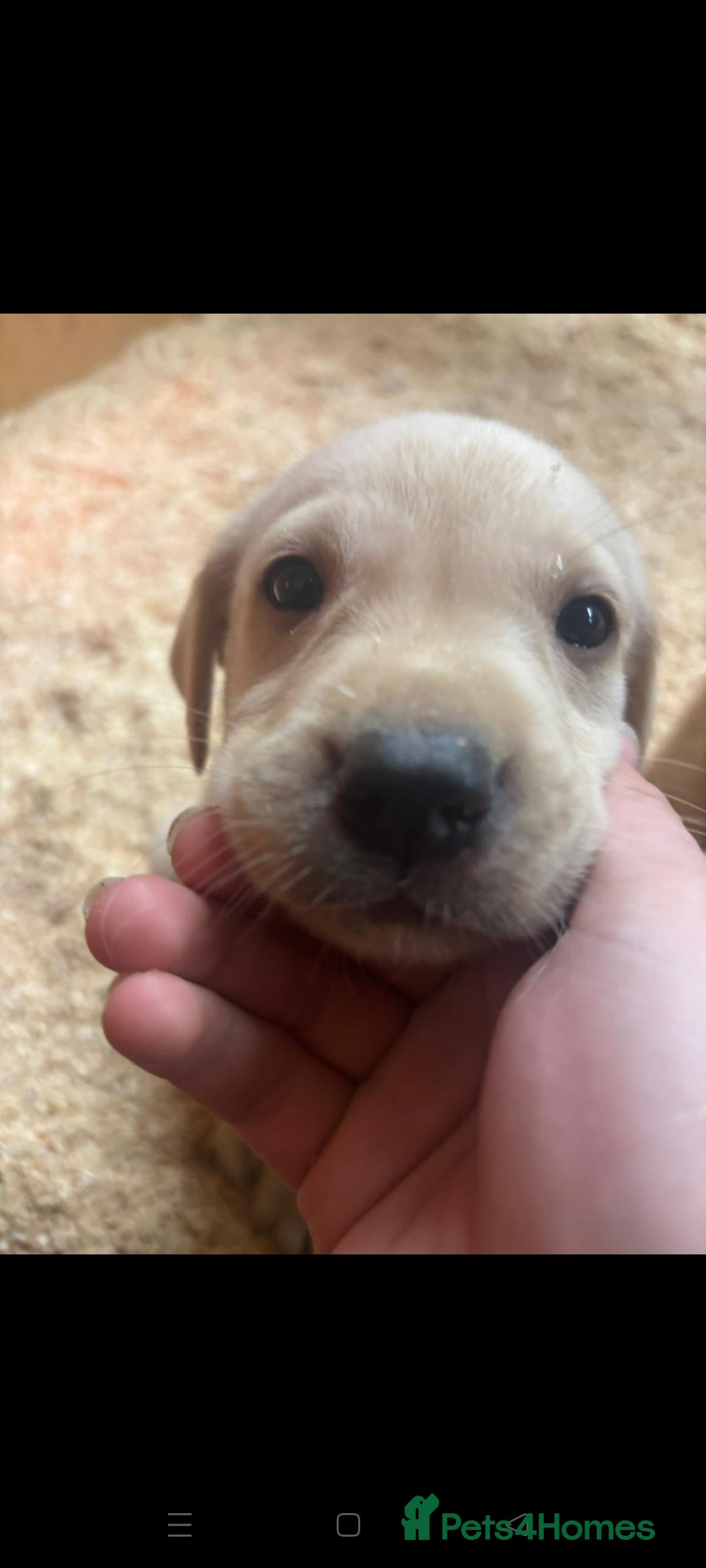Labrador Retriever dogs for sale: Gorgeous red and golden Labrador puppies  - Image 9