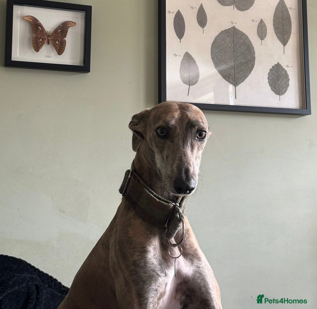 Lurcher dogs for sale: Dougie - 2yr Old Lurcher - Image 8