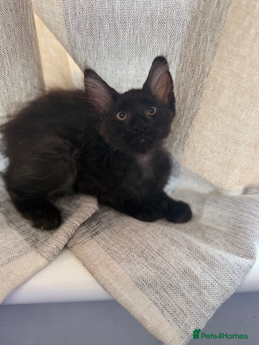 Maine Coon cats for sale: 🩶 Urgent Rehoming – Last Blue Smoke Maine Coon  in Harlow - Advert 2