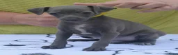 Italian Greyhound dogs for sale: KC reg Blue Italian greyhound puppys - Advert 5