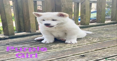 Japanese Akita Inu dogs - Advert 9